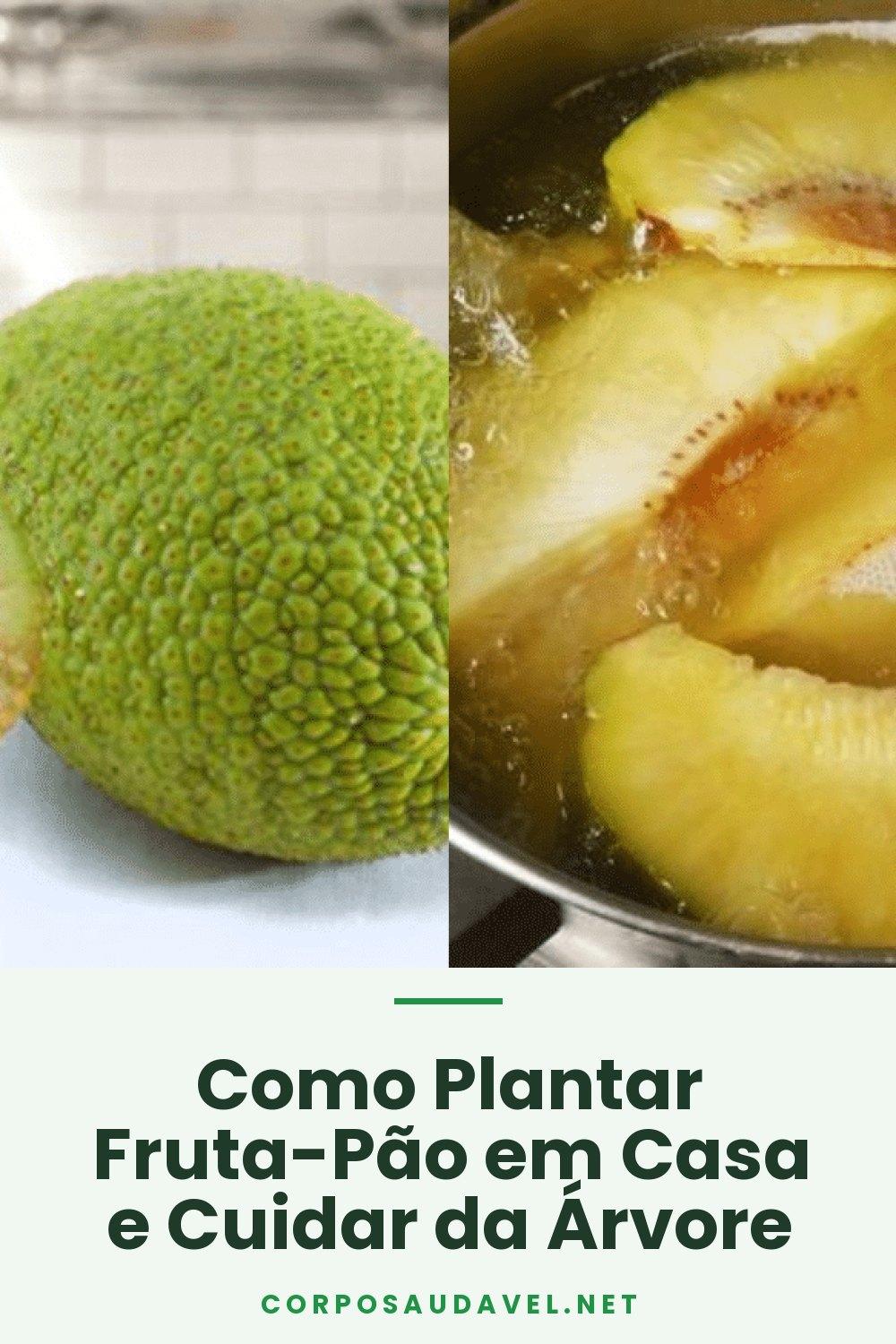 Como Plantar Fruta-Pão em Casa e Cuidar da Árvore